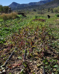 hail damage beets