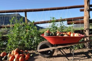 winter squash